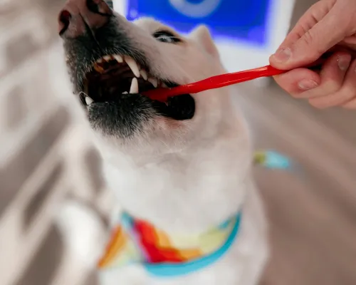 Veterinary Dentistry that Keeps your PetSmiling for Years to Come