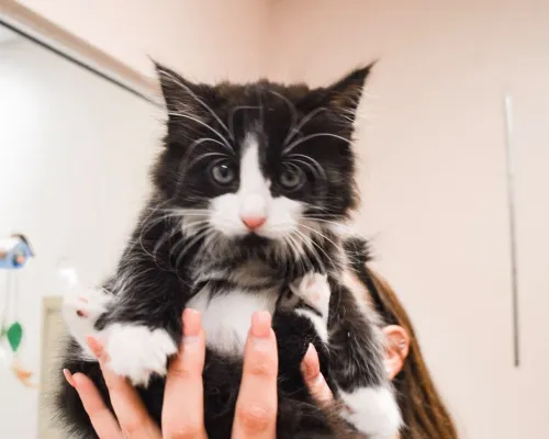 Tinseltown Veterinarian Services