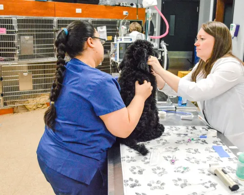Our BaymeadowsEmergency Vet Services