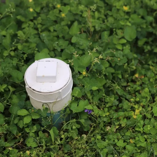 White sewer cleanout with cap surrounded by dense green foliage and small purple flowers.