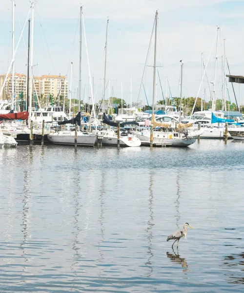 Sailboats docked at a marina with a heron standing in shallow water near a pier on a sunny day