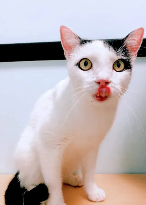 a cat with its mouth open