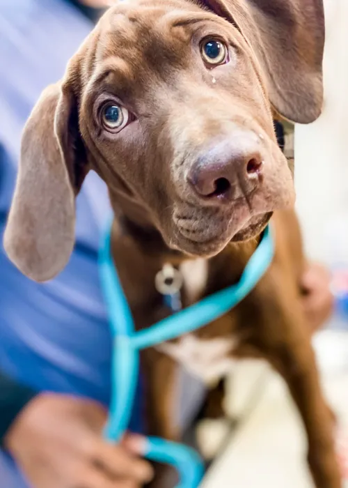a close up of a dog with its mouth open