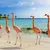 Five flamingos standing in a line on a sandy beach beside clear blue ocean water and rocks under a partly cloudy sky.
