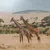 Two giraffes standing in tall dry grass with trees and hills in the background under a cloudy sky