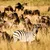 Zebra standing among a herd of wildebeests in tall golden grass on a sunny day in the savannah