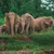 A family of five elephants standing closely together in a lush green forest clearing.