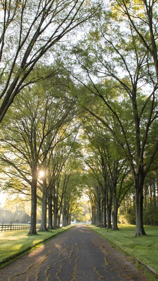 Tree-lined road with sunlight filtering through large green trees on a peaceful rural path.