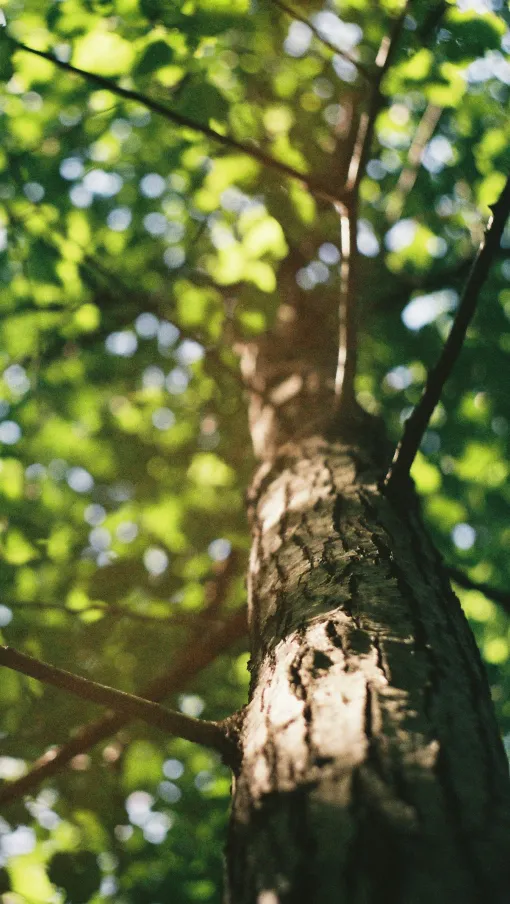 Close-up view of a sunlit tree trunk with green leaves and branches against a bright sky.