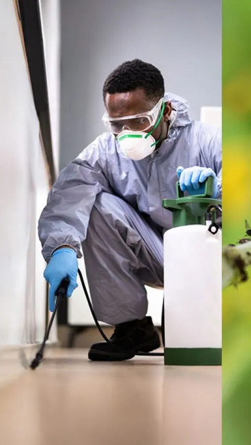 Pest control technician setting traps and spraying treatment while a ladybug sits on an aphid-covered plant stem.