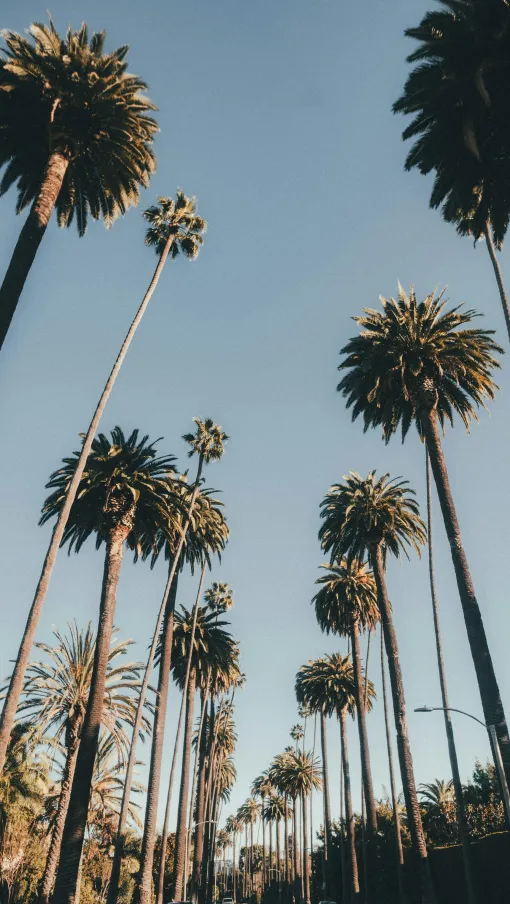 Tall palm trees line a sunny street under a clear blue sky in Palm Springs