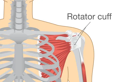 Art Lander's Outdoors: Rotator cuff injuries are a real risk for those who  participate in outdoor activities - NKyTribune