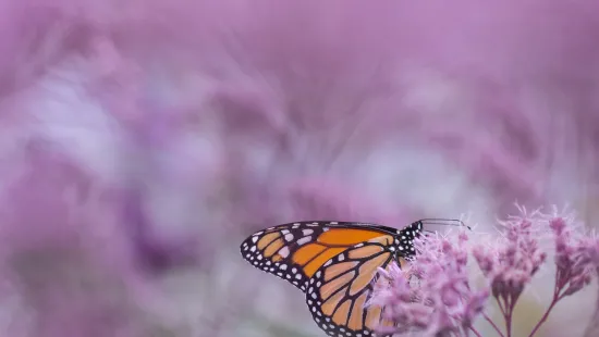 Monarch butterfly perched on delicate pink flowers with a blurred purple background in natural light