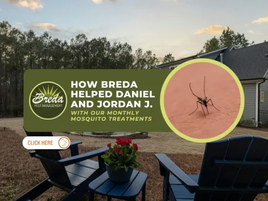 Backyard patio with chairs and flowerpot featuring mosquito treatment service promotion with a close-up of a mosquito.