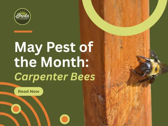 Carpenter bee on wooden beam with text May Pest of the Month Carpenter Bees and Breda Pest Management logo.