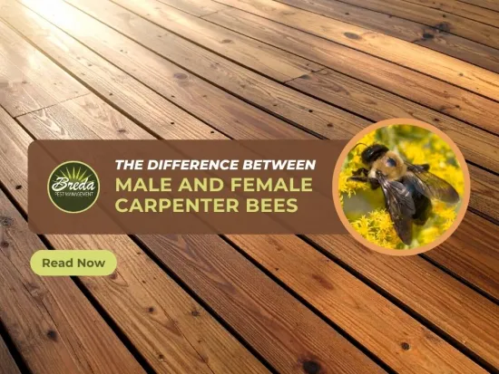 Wooden deck background with text about differences between male and female carpenter bees and a bee on yellow flowers.