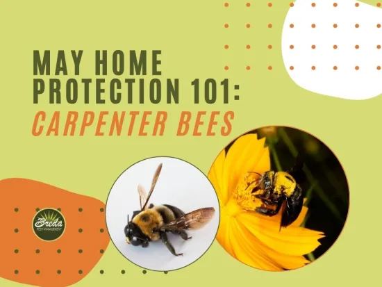 May Home Protection 101 with close-up images of carpenter bees on a yellow flower and neutral background