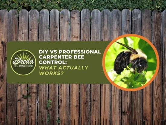 DIY vs professional carpenter bee control comparison with close-up image of carpenter bee on green plant.