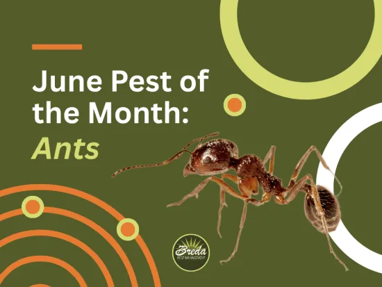 June pest of the month ants featured with a close-up ant and green and orange circular design elements
