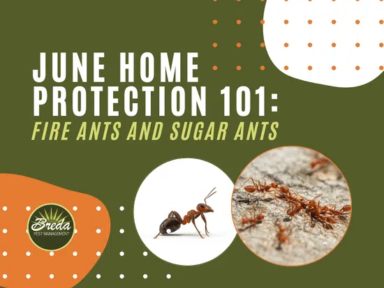 JUNE HOME PROTECTION 101 guide on identifying and controlling fire ants and sugar ants with two ant images.