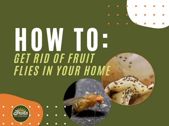 Guide on how to get rid of fruit flies in your home with images of fruit flies.
