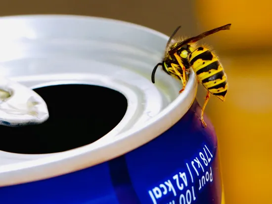 get wasp control services in atlanta