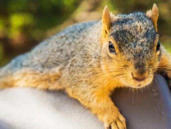 a squirrel eating a banana
