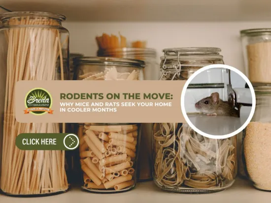 Rodent in kitchen cabinet filled with pasta jars warning about mice and rats during cooler months.