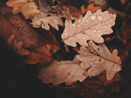 breda offers mosquito control services in atlanta