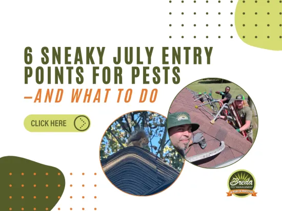 6 sneaky July pest entry points with images of a squirrel on a roof and pest control workers inspecting a roof.