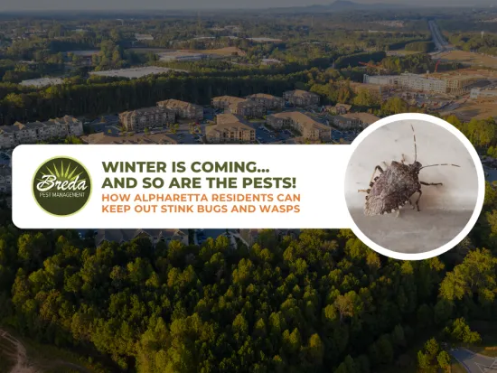 Alpharetta pest protection in winter