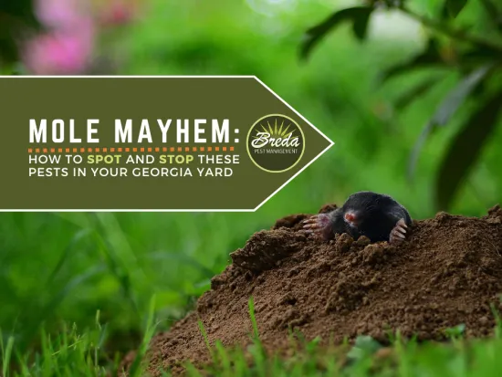 mole poking out of a molehill in green grass mole control mole removal near me