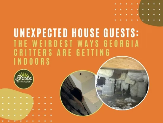 how critters get indoors BREDA Pest Management Georgia home pest control