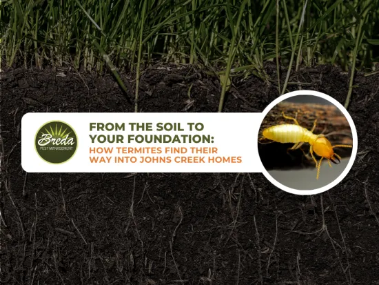 close up of termite how termites find their way into Johns Creek homes