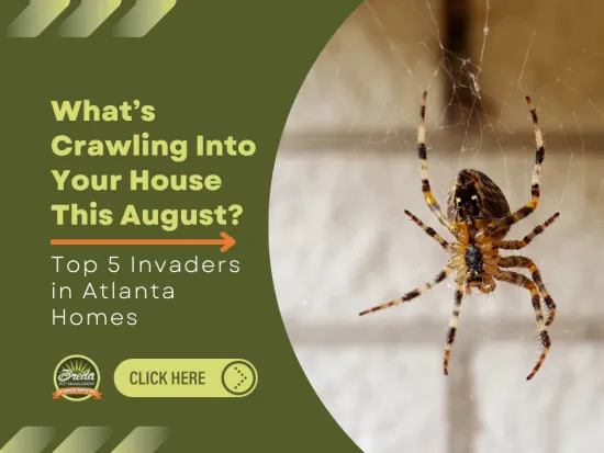 Close-up of a spider on its web with text about top 5 home invaders in Atlanta this August.