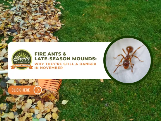 Green lawn with fallen autumn leaves and a close-up image of a fire ant highlighting late-season mounds danger in November.