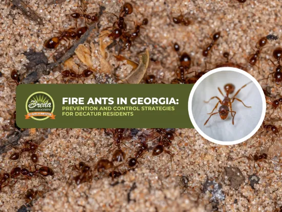 Close-up of fire ants on sandy ground with informational banner about prevention and control in Georgia