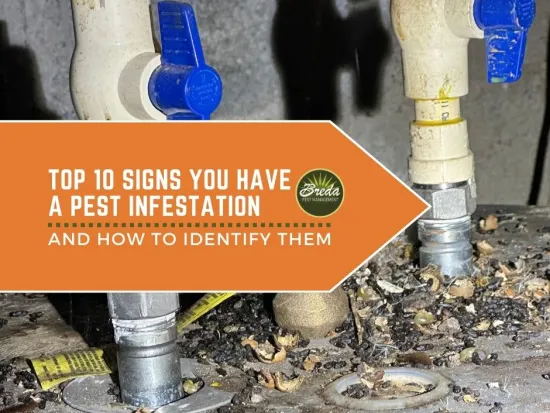 rodent droppings on top of water heater signs of pest infestation