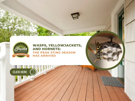 Front porch with wasp nest and wasp, promoting peak sting season and pest management services.