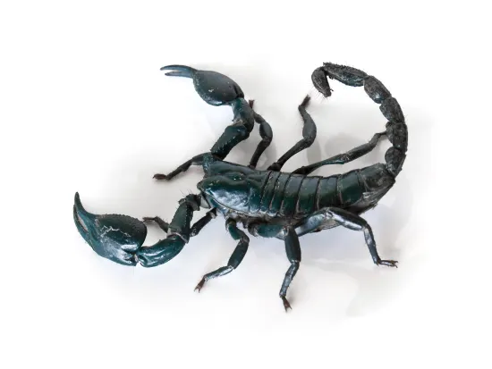 a close up of a scorpion