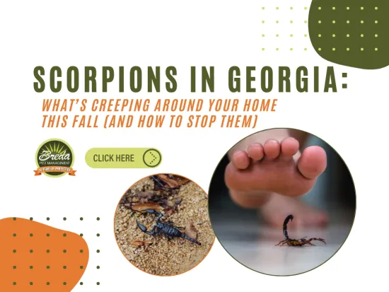 Informational graphic about scorpions in Georgia with images and tips to stop them at home in fall