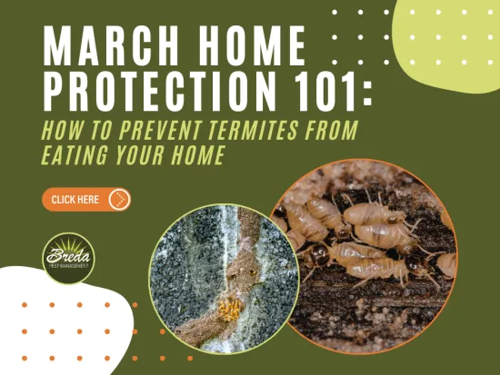 March home protection guide with termite images and tips to prevent termite damage to your home.
