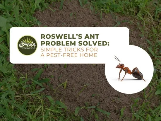 roswell ant problems