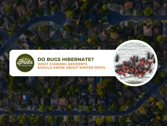 overwintering bugs in Cumming Georgia