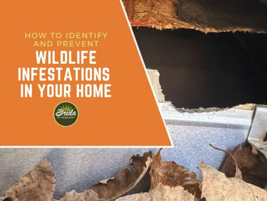 rodent chewed hole in house gutter