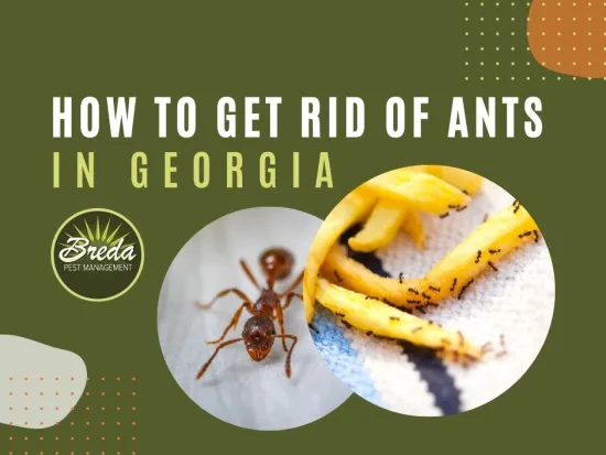 fire ant black ants on french fries ant control in georgia