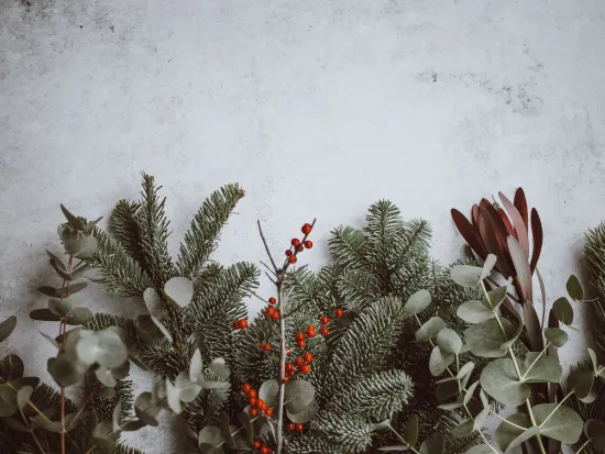 Christmas tree branches holly berries eucalyptus
