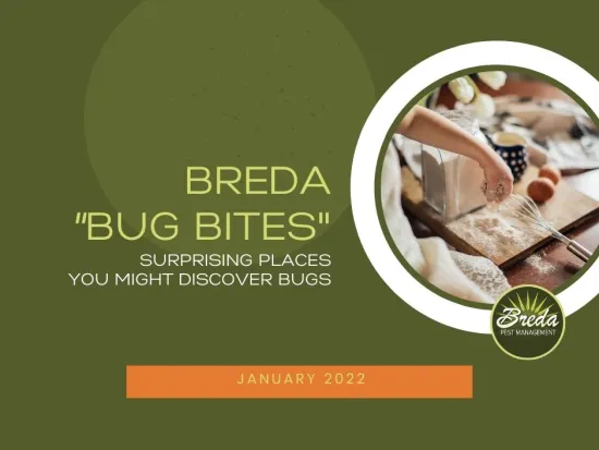 get pest management solutions in atlanta