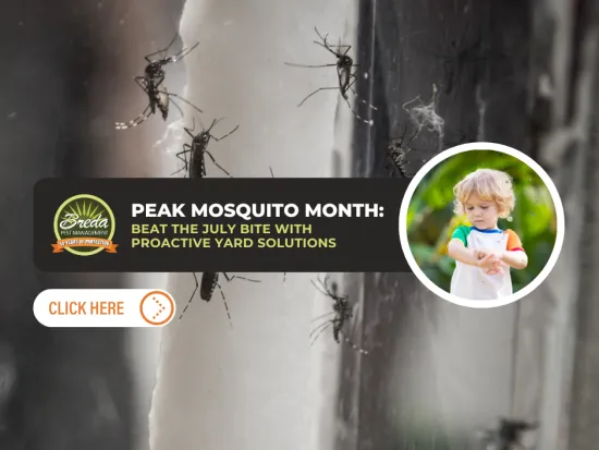 Close-up of mosquitoes on a surface promoting proactive yard solutions for peak mosquito month in July with child image