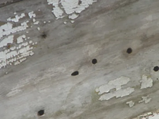 a close up of a carpenter bees